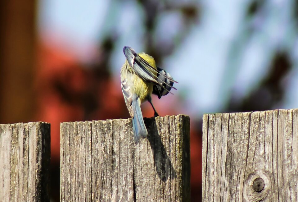 Preen nature small bird