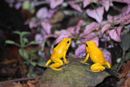 Animal wild yellow photo