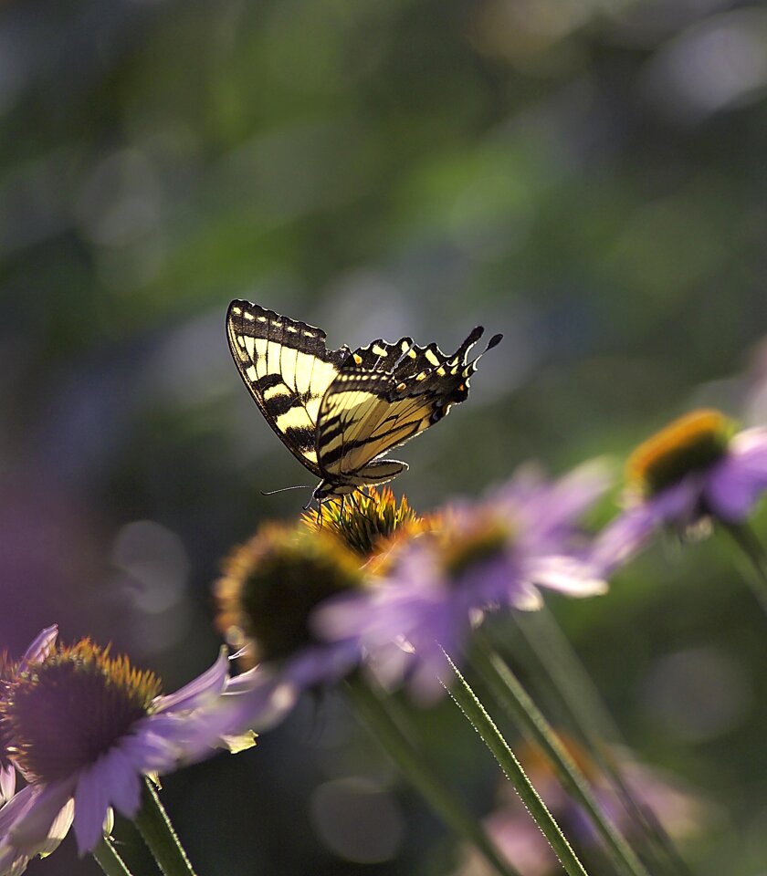 Pollinate garden bug