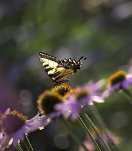 Pollinate garden bug photo