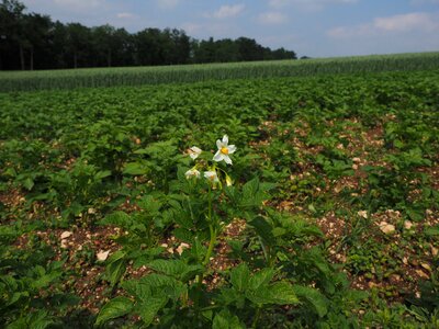 Bloom white potato