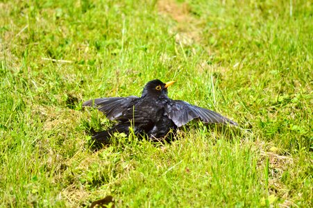 Animal black bird grass photo