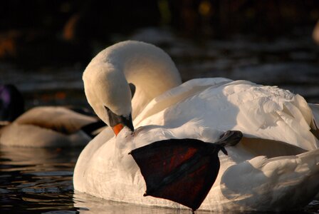 Swan water white