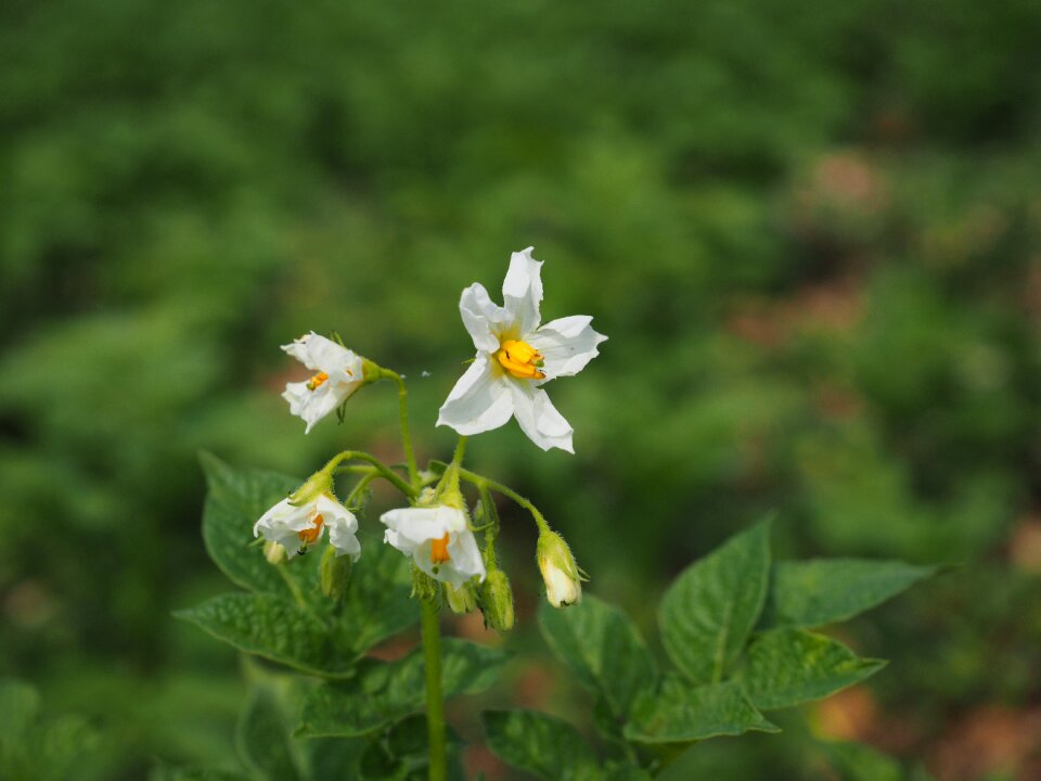 Bloom white potato