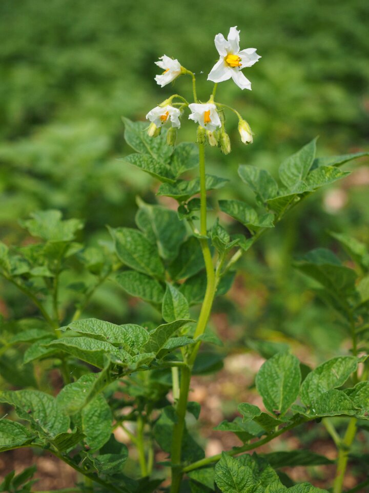 White potato solanum tuberosum