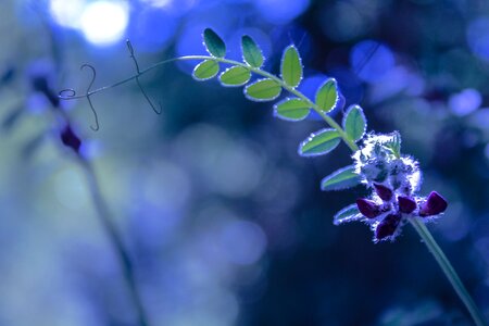 Spring flowers floral nature