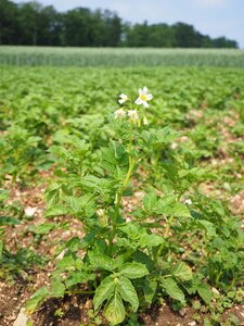 Bloom white potato