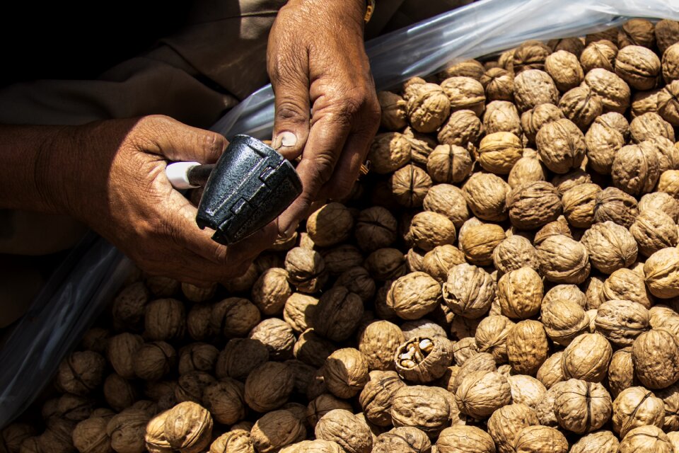 Nuts cracking nuts brown