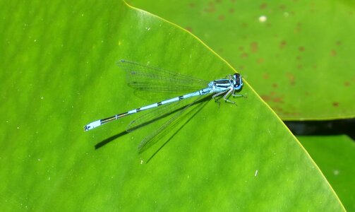 Insect pond inhabitants macro