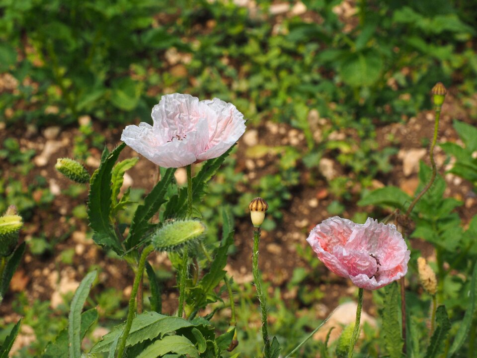 Bleached flowers whitish