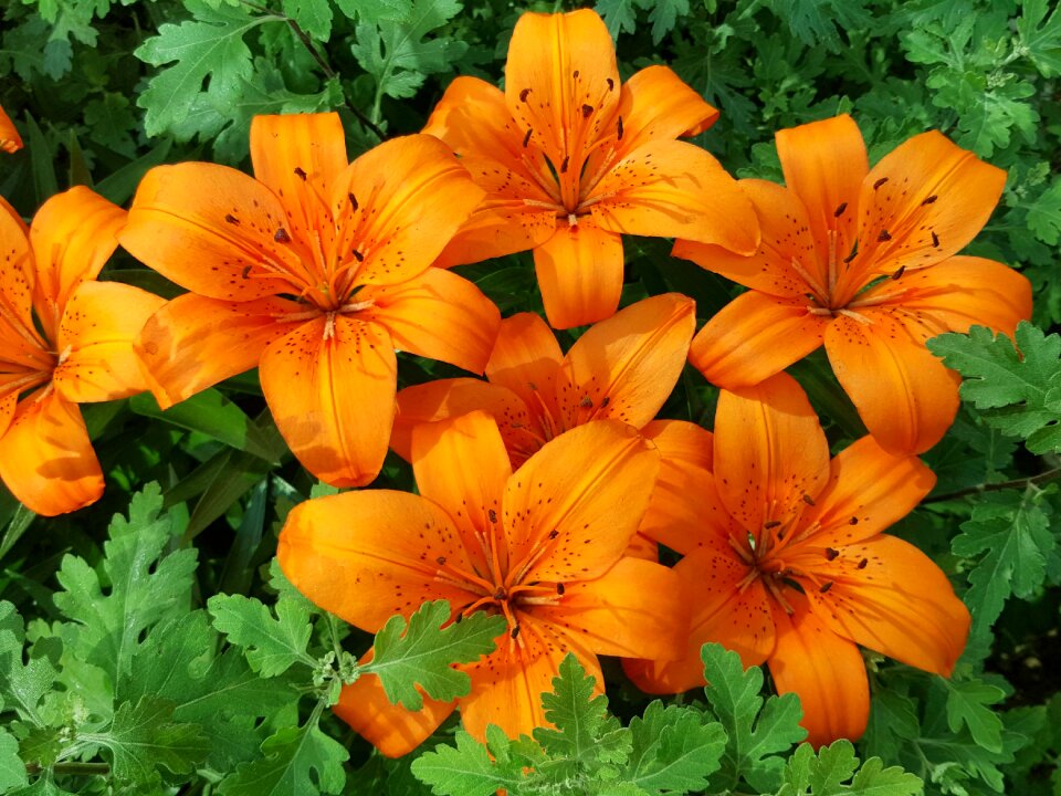 The orange one lily and six transport