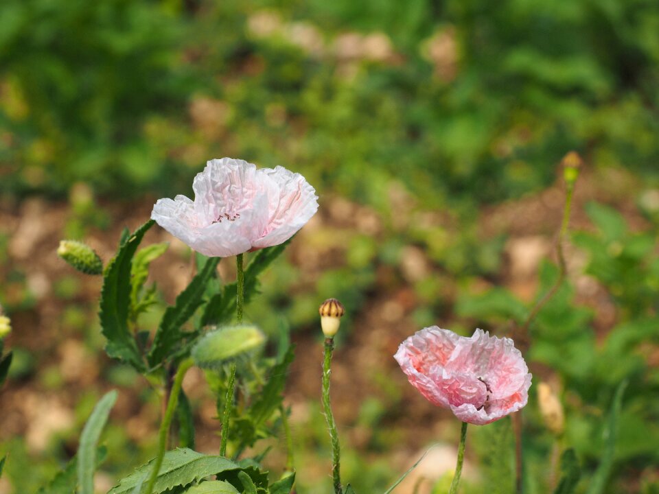 Bleached flowers whitish
