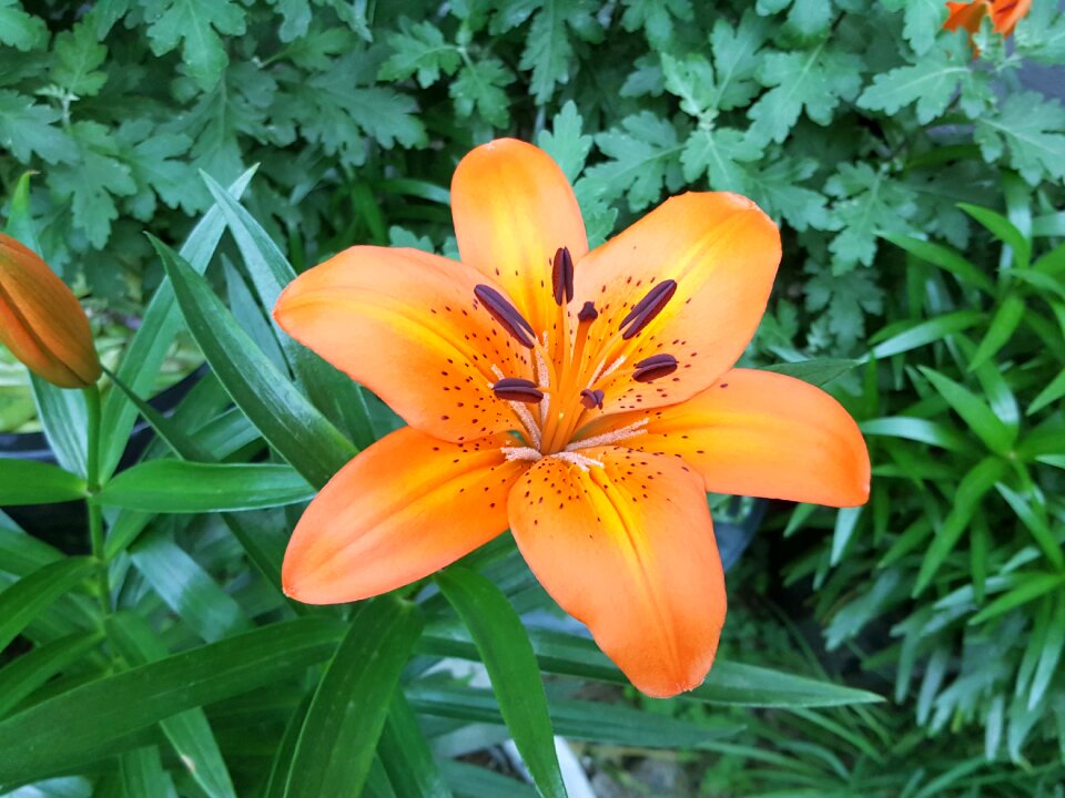 Cluster lily the orange one