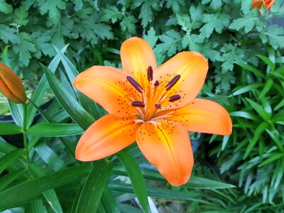 Cluster lily the orange one