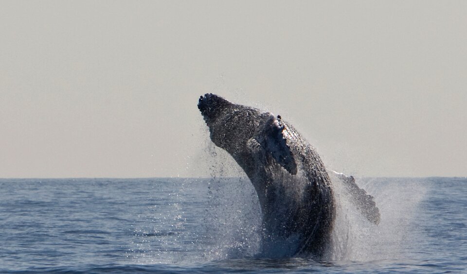 Ocean mammal marine photo