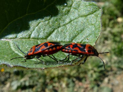 Mating reproduction orange beetle