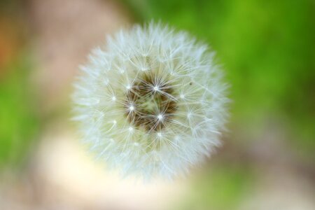 Fluff dandelion dandelion fluff