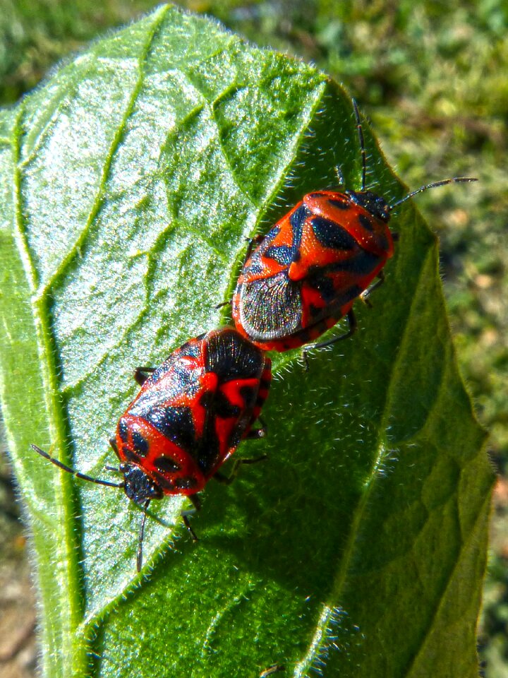 Mating reproduction orange beetle