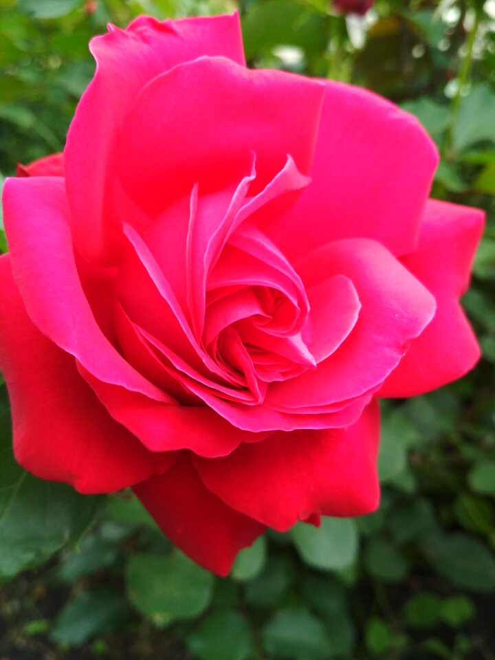 Bloom freshness my garden