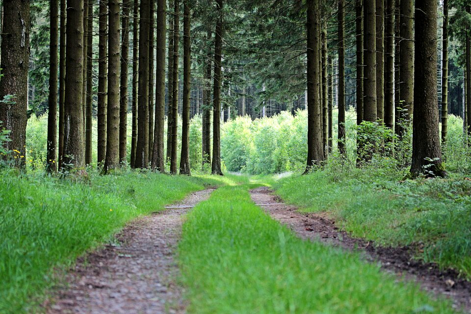 Trees nature lane