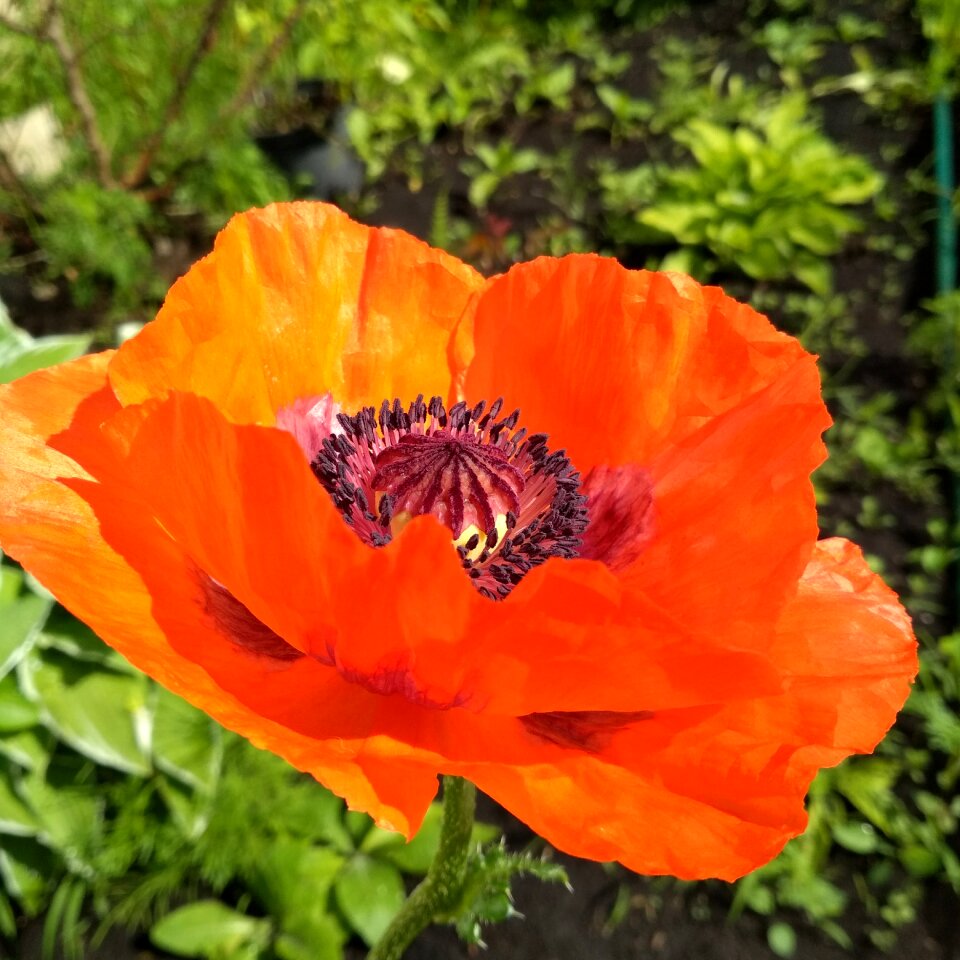 The scarlet flower silk petals red flower