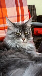 Cat maine coon big cat photo