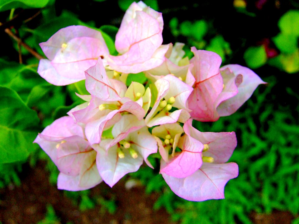 White flowers plants
