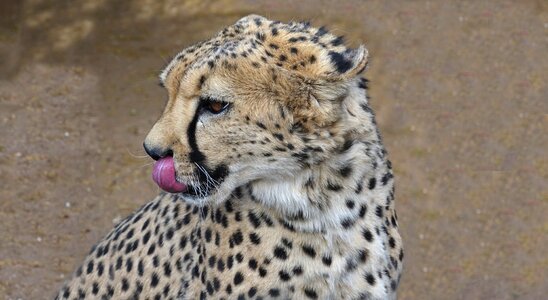Wildcat africa national park