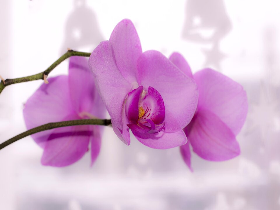 Bright beautiful pink flower