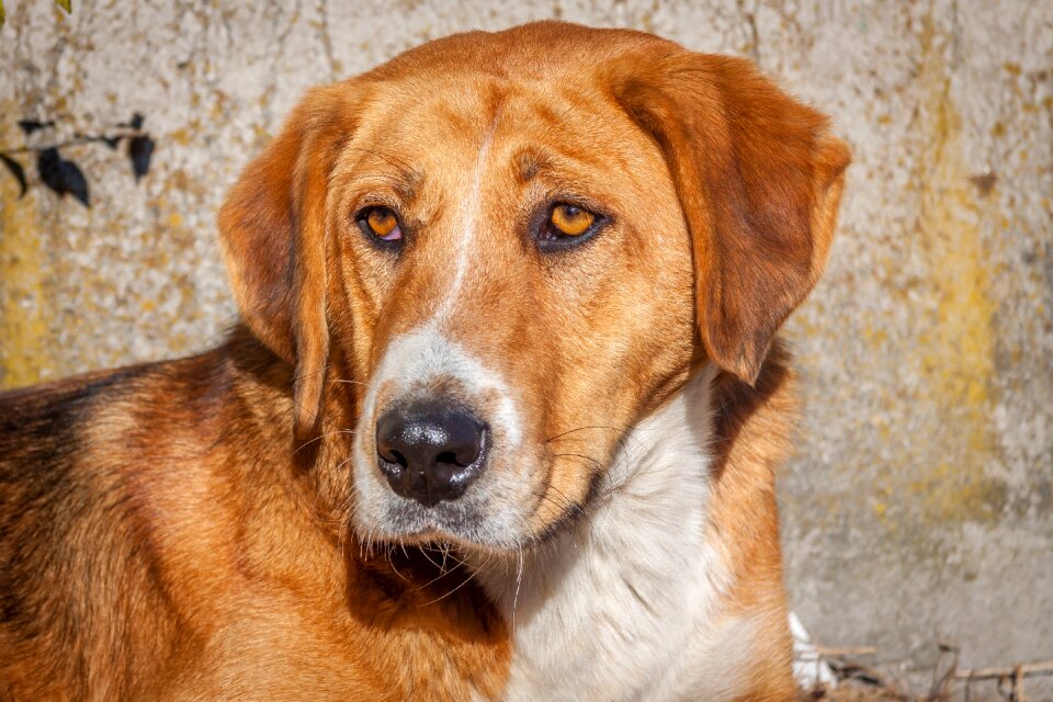 Eyes friend breed