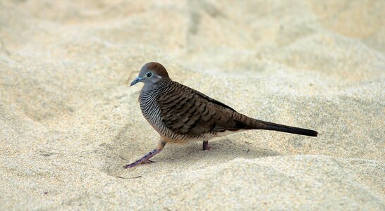 Bird macro sand photo