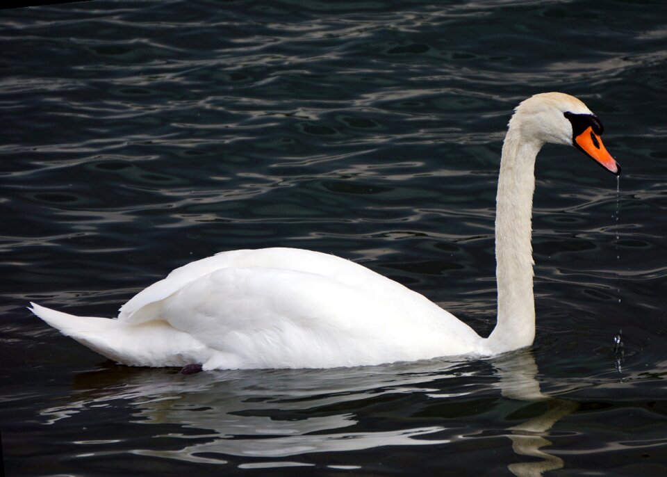 Waterfowl wings swans