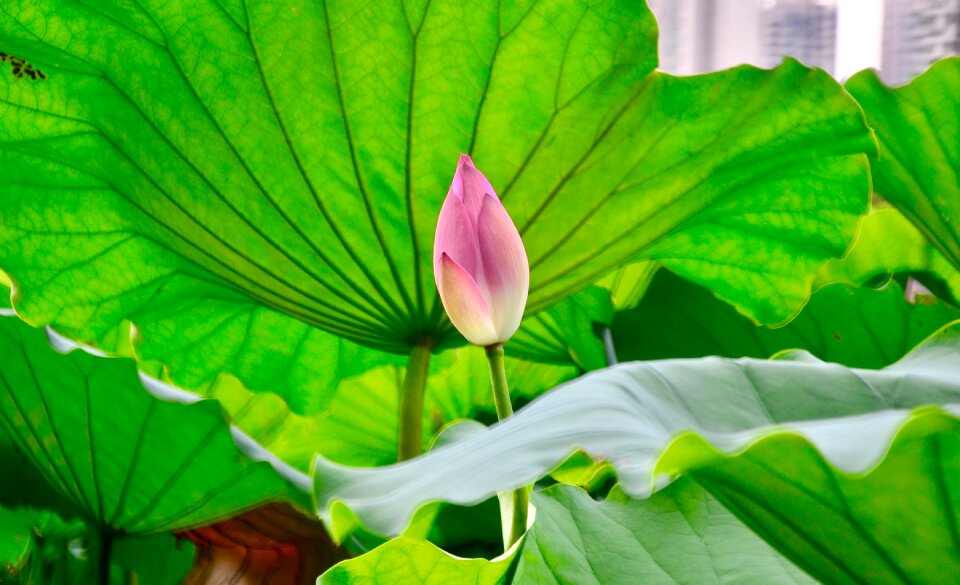 Lotus views still life