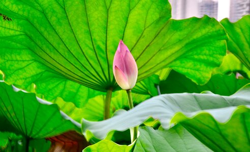 Lotus views still life