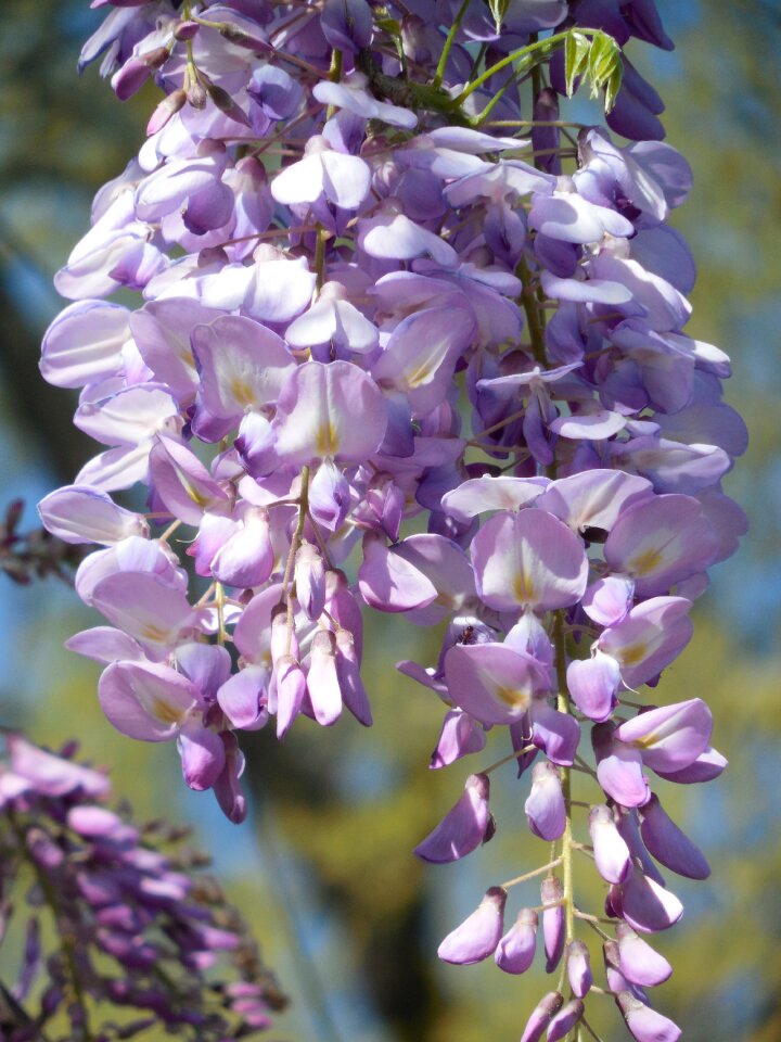 Flower white lilac