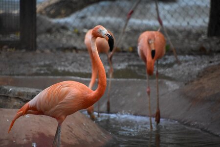 Flamingo red profile