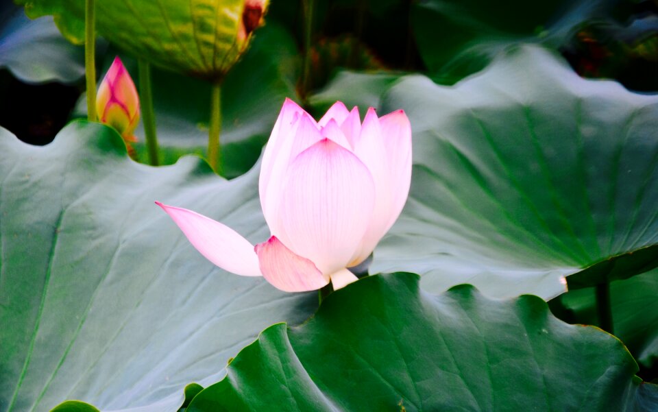 Lotus views still life photo