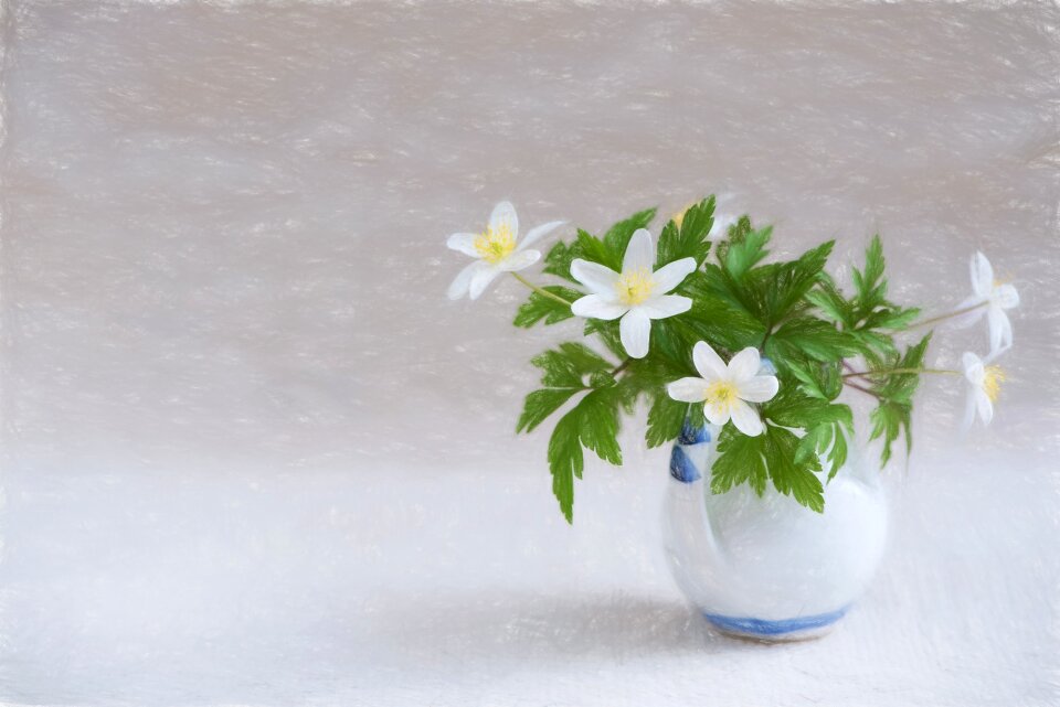 Flowers white flowers forest flower