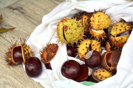 Horse chestnut fruit dry leaves photo