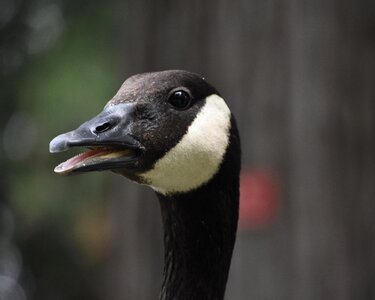 Profile black duck photo