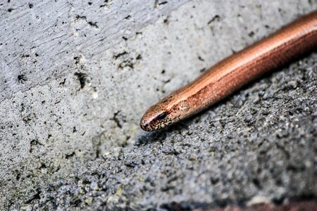 Bronze gloss long