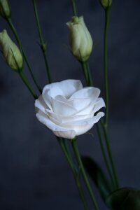 Bloom white petals photo