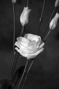 Bloom white petals