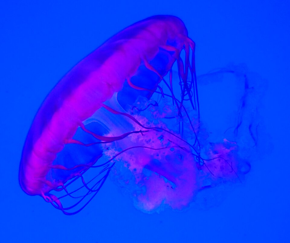 Aquarium pink jellyfish