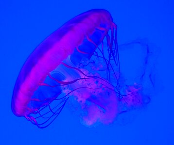 Aquarium pink jellyfish photo