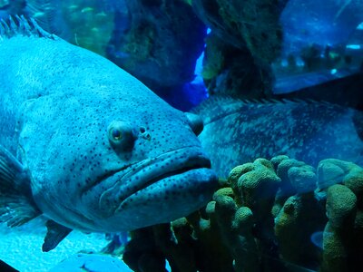Grumpy fish blue fish