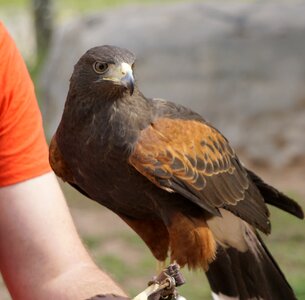 Ave peak birds of prey photo