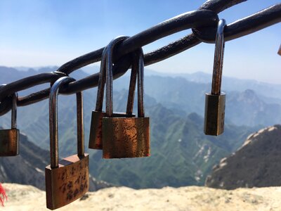 Pinus armandii the chains lock