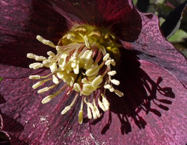 Stamens hispanic march photo