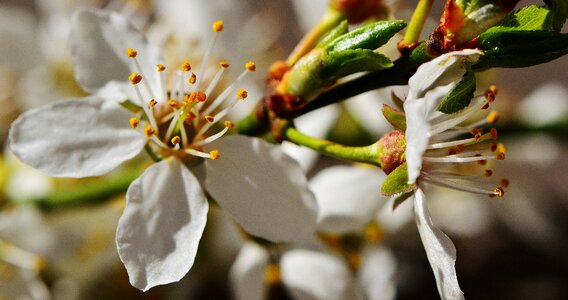 Bloom nature plant photo